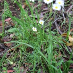 Brachyscome aculeata at Budawang, NSW - suppressed