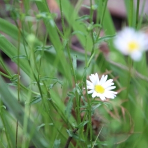 Brachyscome aculeata at Budawang, NSW - suppressed