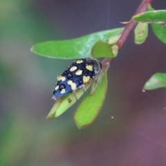 Astraeus (Astraeus) dilutipes (A jewel beetle) at Budawang, NSW - 2 Jan 2021 by LisaH