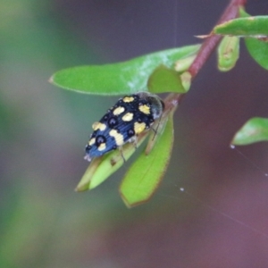 Astraeus (Astraeus) dilutipes at Budawang, NSW - 2 Jan 2021