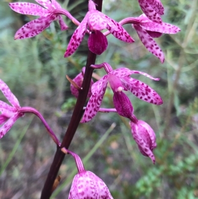 Dipodium punctatum (Blotched Hyacinth Orchid) at Paddys River, ACT - 2 Jan 2021 by CathyKatie