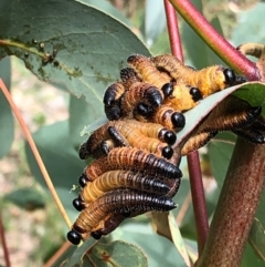 Perginae sp. (subfamily) (Unidentified pergine sawfly) at Paddys River, ACT - 2 Jan 2021 by Cathy_Katie