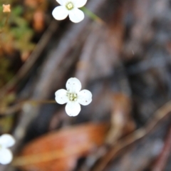 Mitrasacme (genus) at Budawang, NSW - 2 Jan 2021 by LisaH