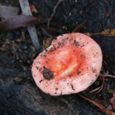 Russula sp. (genus) (Russula) at Budawang, NSW - 2 Jan 2021 by LisaH