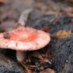 Russula sp. at Budawang, NSW - 2 Jan 2021