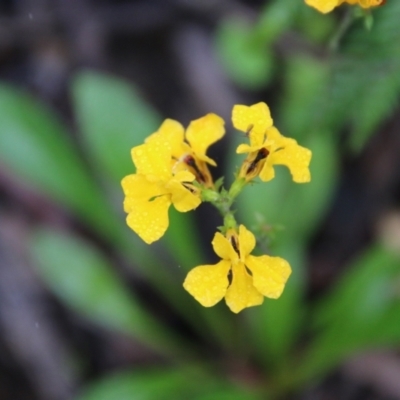 Goodenia bellidifolia subsp. bellidifolia (Daisy Goodenia) at Budawang, NSW - 2 Jan 2021 by LisaH