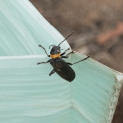 Chauliognathus lugubris (Plague Soldier Beetle) at Michelago, NSW - 9 Jan 2020 by Illilanga