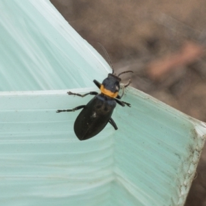 Chauliognathus lugubris at Michelago, NSW - 9 Jan 2020