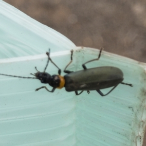 Chauliognathus lugubris at Michelago, NSW - 9 Jan 2020