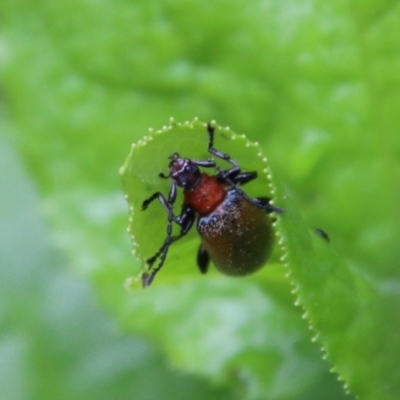 Lagriini sp. (tribe) (Unidentified lagriine darkling beetle) at Budawang, NSW - 2 Jan 2021 by LisaH