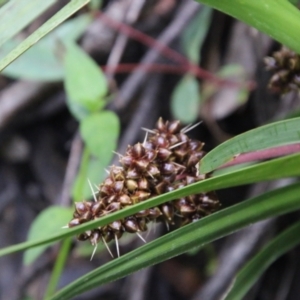 Lomandra sp. at Budawang, NSW - 2 Jan 2021 02:07 PM