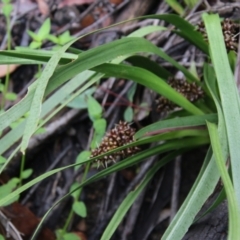 Lomandra sp. at Budawang, NSW - 2 Jan 2021 02:07 PM