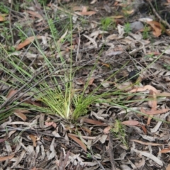 Lomandra sp. at Budawang, NSW - 2 Jan 2021