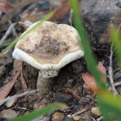 Amanita sp. (Amanita sp.) at Budawang, NSW - 2 Jan 2021 by LisaH