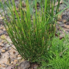 Amperea xiphoclada (Broom Spurge) at Budawang, NSW - 2 Jan 2021 by LisaH