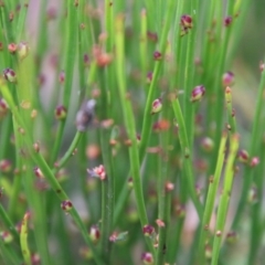 Amperea xiphoclada at Budawang, NSW - 2 Jan 2021