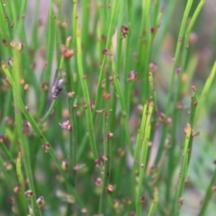 Amperea xiphoclada at Budawang, NSW - 2 Jan 2021