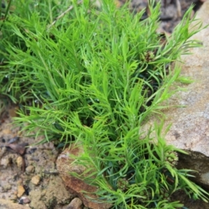 Lomandra obliqua at Budawang, NSW - 2 Jan 2021