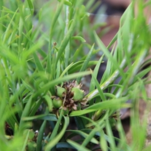 Lomandra obliqua at Budawang, NSW - 2 Jan 2021