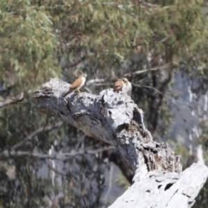 Falco cenchroides at Michelago, NSW - 9 Nov 2018 09:15 AM