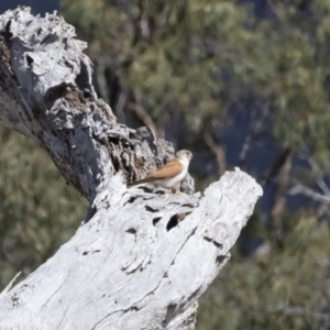 Falco cenchroides at Michelago, NSW - 9 Nov 2018 09:15 AM