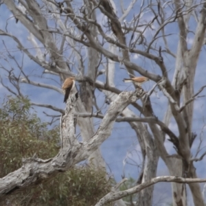 Falco cenchroides at Michelago, NSW - 8 Nov 2018 04:39 PM