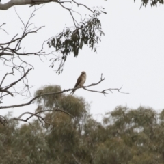 Falco cenchroides (Nankeen Kestrel) at Michelago, NSW - 31 Dec 2018 by Illilanga