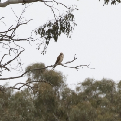 Falco cenchroides (Nankeen Kestrel) at Michelago, NSW - 31 Dec 2018 by Illilanga