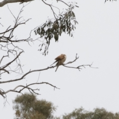 Falco cenchroides at Michelago, NSW - 31 Dec 2018 10:06 AM