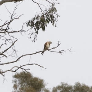 Falco cenchroides at Michelago, NSW - 31 Dec 2018 10:06 AM