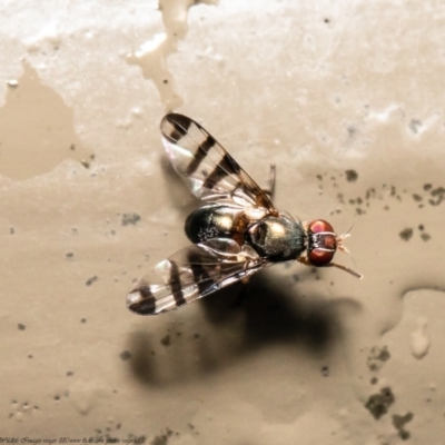 Rivellia sp. (genus) (Signal fly) at Acton, ACT - 29 Dec 2020 by Roger