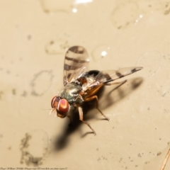 Rivellia sp. (genus) at Acton, ACT - 29 Dec 2020