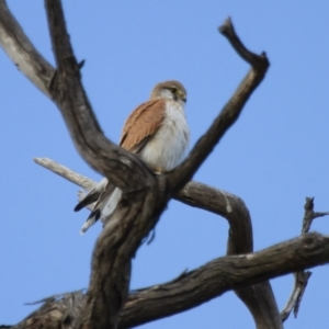 Falco cenchroides at Michelago, NSW - 22 Sep 2012