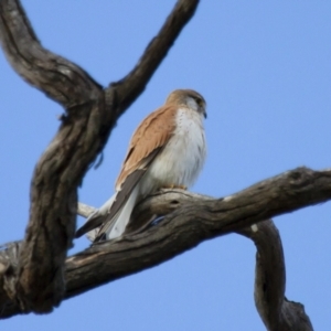 Falco cenchroides at Michelago, NSW - 22 Sep 2012 04:36 PM