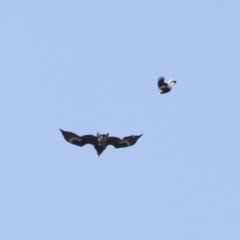 Aquila audax (Wedge-tailed Eagle) at Michelago, NSW - 3 Nov 2009 by Illilanga