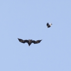 Aquila audax at Michelago, NSW - 3 Nov 2009 06:06 PM