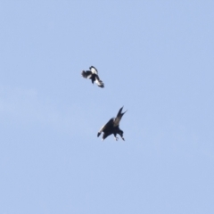 Aquila audax at Michelago, NSW - 3 Nov 2009 06:06 PM