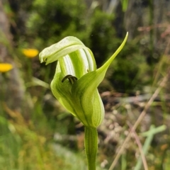 Pterostylis monticola (Large Mountain Greenhood) at Cotter River, ACT - 31 Dec 2020 by shoko