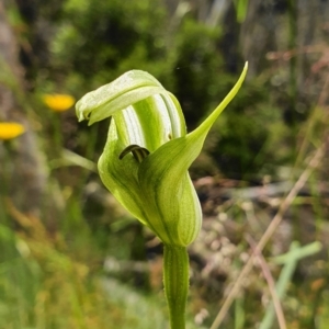 Pterostylis monticola at Cotter River, ACT - 31 Dec 2020