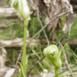 Pterostylis monticola at Cotter River, ACT - 31 Dec 2020