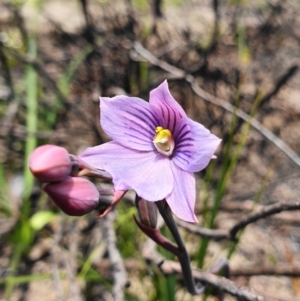 Thelymitra cyanea at Cotter River, ACT - suppressed