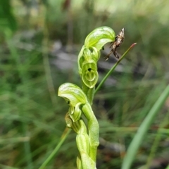 Hymenochilus crassicaulis (Alpine swan greenhood) at Cotter River, ACT - 30 Dec 2020 by shoko