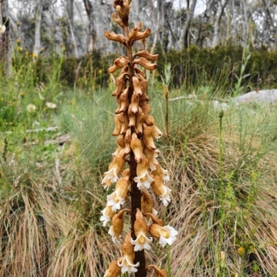 Gastrodia procera (Tall Potato Orchid) at Cotter River, ACT - 2 Jan 2021 by shoko