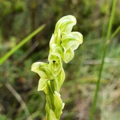 Hymenochilus crassicaulis (Alpine swan greenhood) at Cotter River, ACT - 2 Jan 2021 by shoko