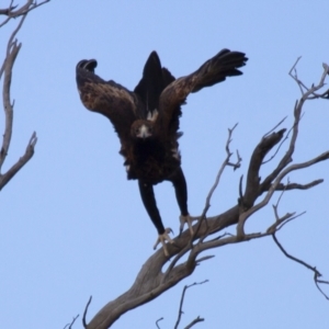 Aquila audax at Michelago, NSW - 22 Jun 2012 03:24 PM