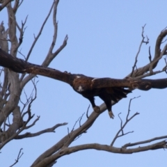 Aquila audax at Michelago, NSW - 22 Jun 2012