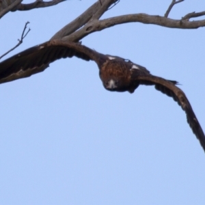 Aquila audax at Michelago, NSW - 22 Jun 2012