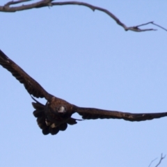 Aquila audax at Michelago, NSW - 22 Jun 2012 03:24 PM