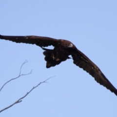 Aquila audax at Michelago, NSW - 22 Jun 2012