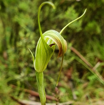 Diplodium decurvum (Summer greenhood) at Cotter River, ACT - 2 Jan 2021 by shoko